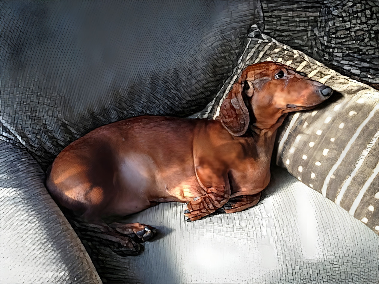 “Wing, The Most Beautiful Dachshund In The World”