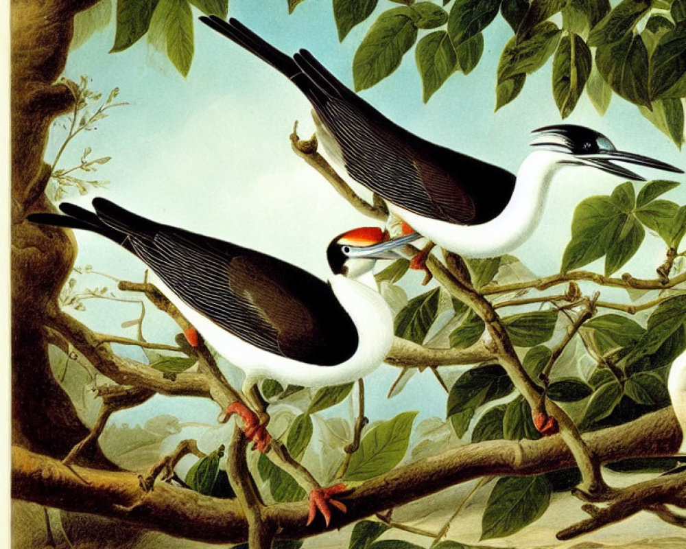 Black and White Birds with Long Tails and Red Feet on Branch with Green Leaves