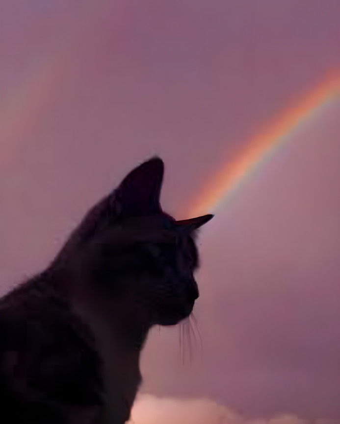 aesthetic rainbow cat pic
