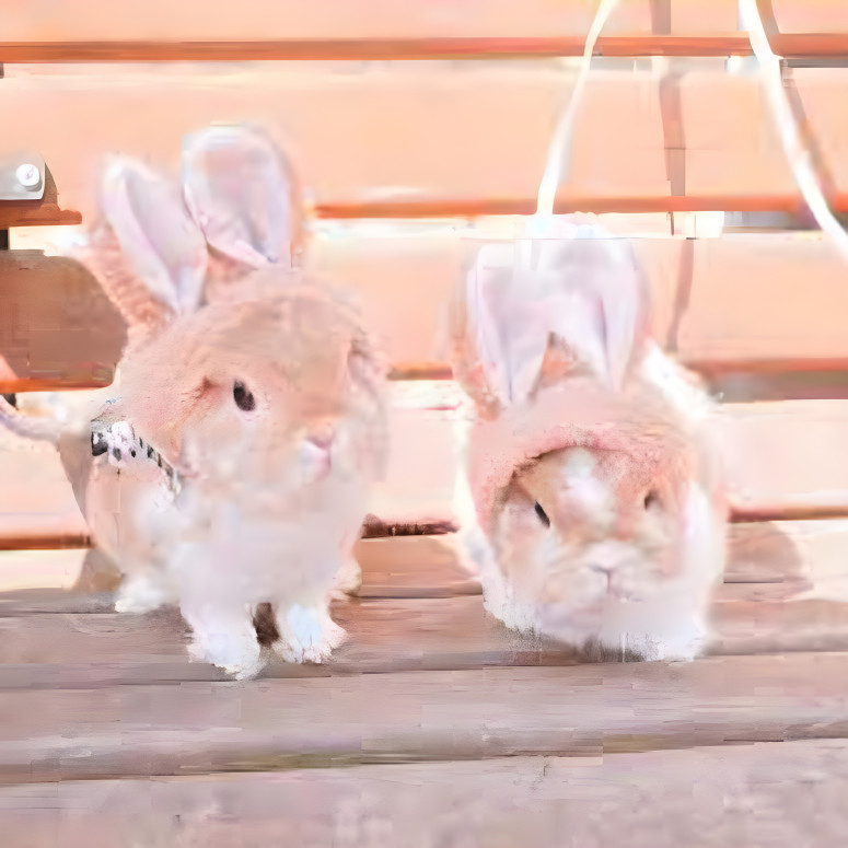 cute aesthetic bunny pic