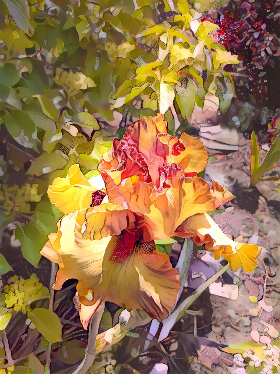 Orange Iris, v1