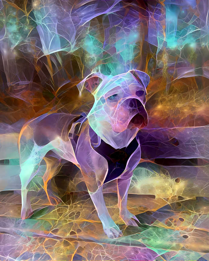 Gaia The Dorset Bulldog