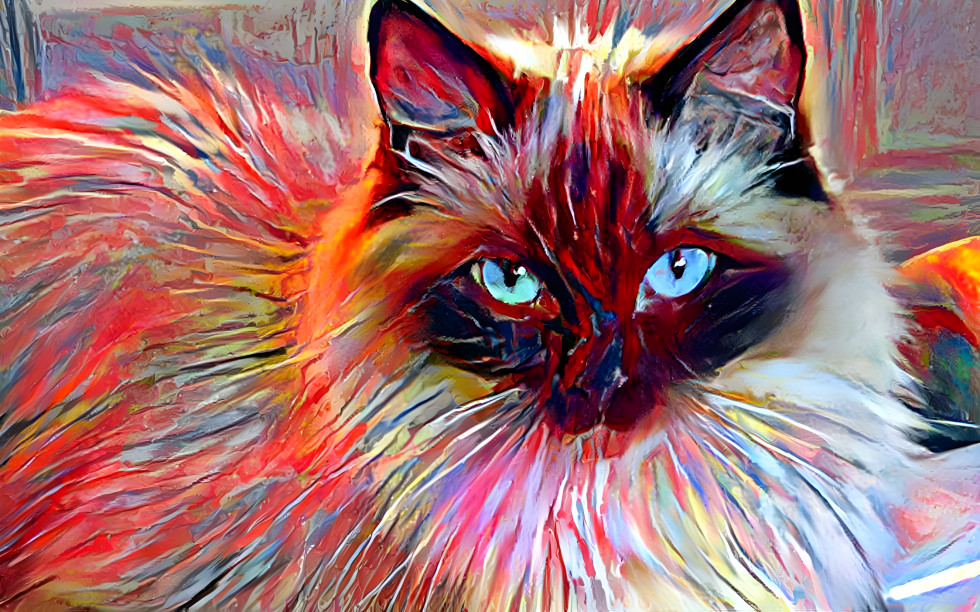 Multicolor cat