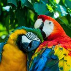 Colorful Macaws Nestled Together in Vibrant Painting