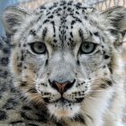 Snow leopard digital artwork: Blue-eyed feline with intricate fur patterns on splattered background