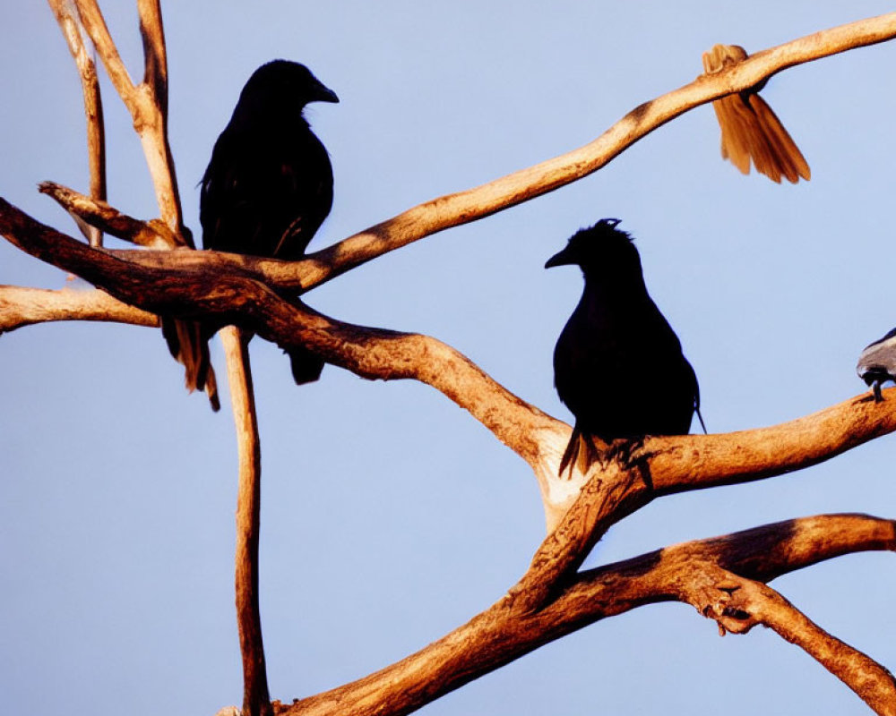 Two crows on bare tree branches under clear blue sky