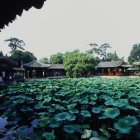 Japanese Garden with Manicured Pines, Traditional Architecture, and Lily Pads