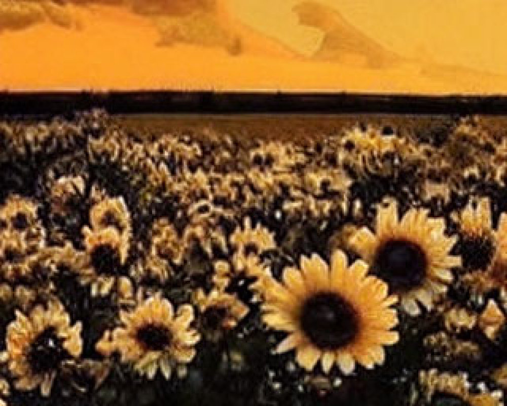 Sunflower field at sunset with golden sky and clouds