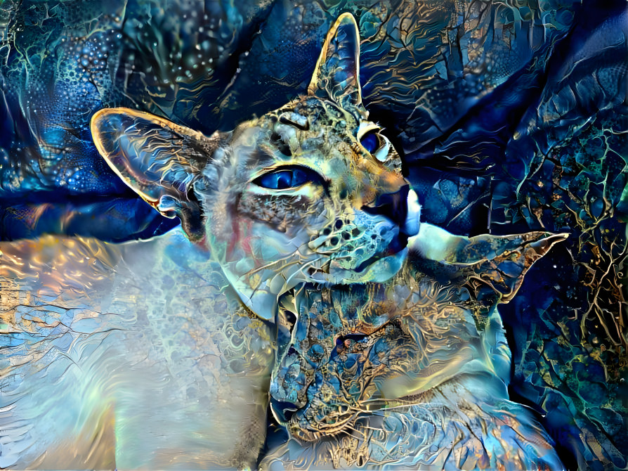 A CATS’ DREAM