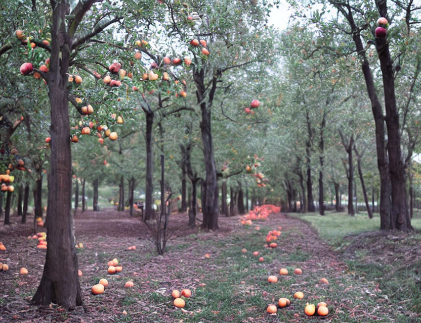 Ripe apples on trees and ground in apple orchard with pathway