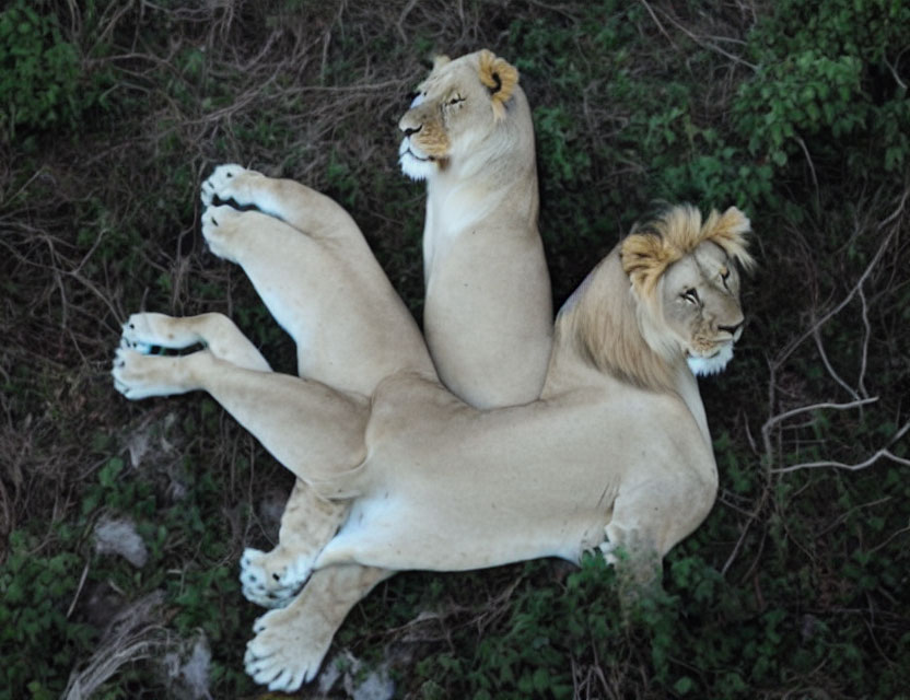 Two lions resting back to back in a straight line