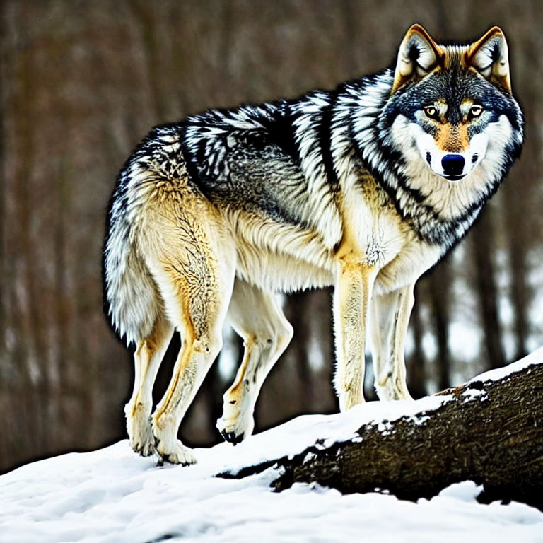 Majestic wolf with thick fur in snowy forest