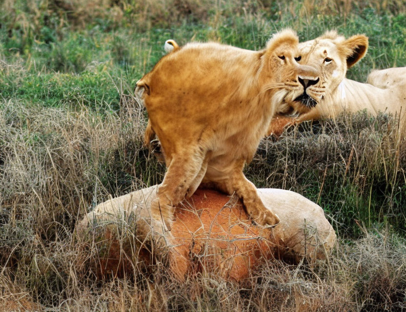 Two Lions on Rock: One Standing, One Lying in Tall Grass