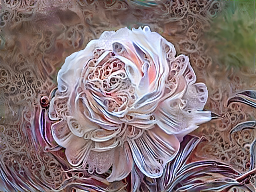 beautiful Rose