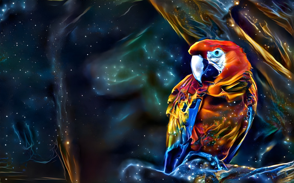 Night Macaw 