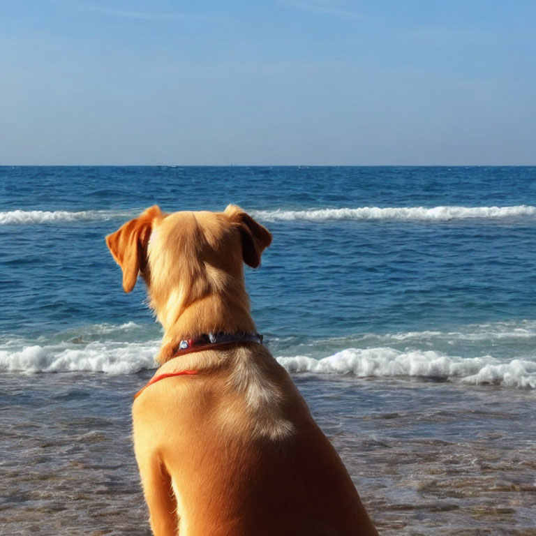 Dog watching ocean waves under clear blue sky