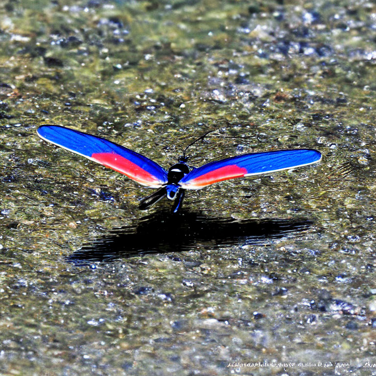 Colorful damselfly with blue and red wings on textured green stone surface