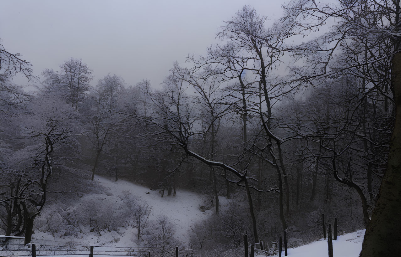 Snow-covered landscape with bare trees in twilight foggy setting