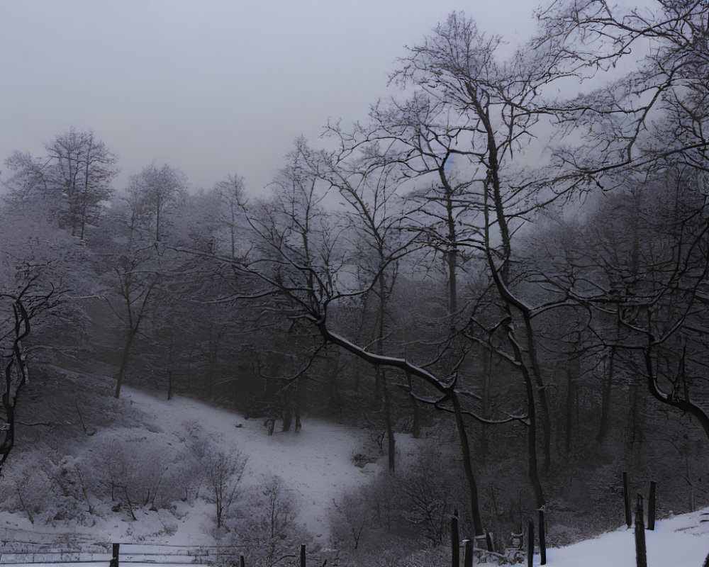 Snow-covered landscape with bare trees in twilight foggy setting