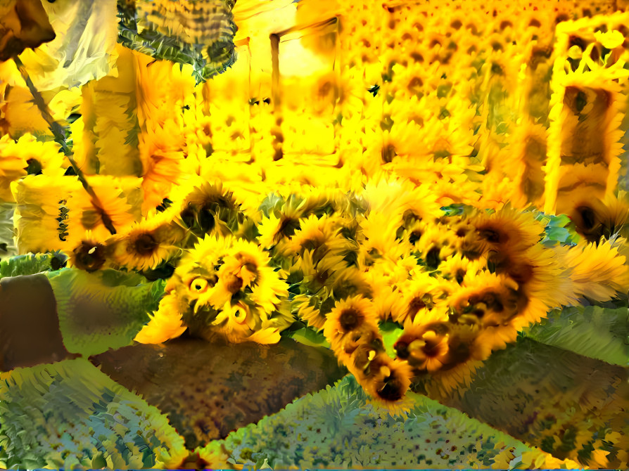 lying cat - sunflowers