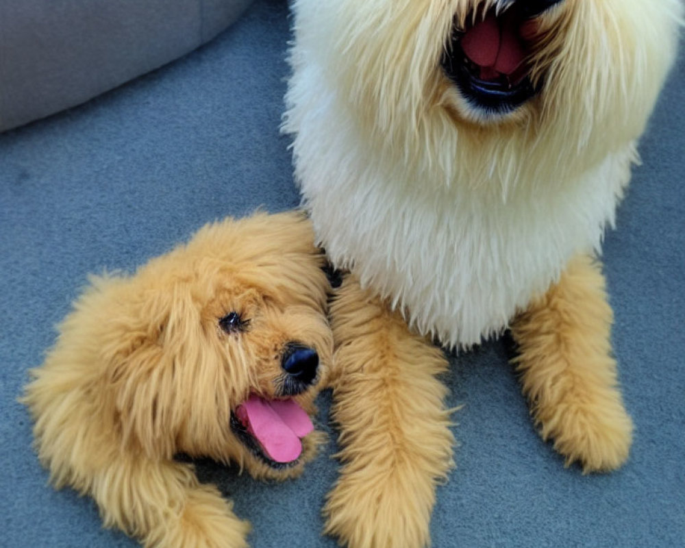 Fluffy small and large golden fur dogs sitting together closely.