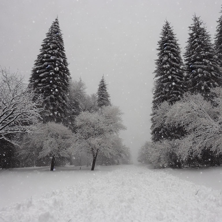 Winter scene: Snow-covered landscape with coniferous and snow-laden trees