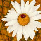 Stylized white daisy with red heart and golden background