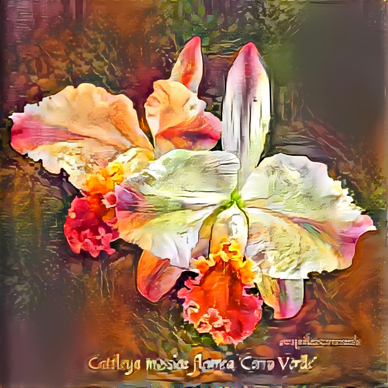an orchid cattleya