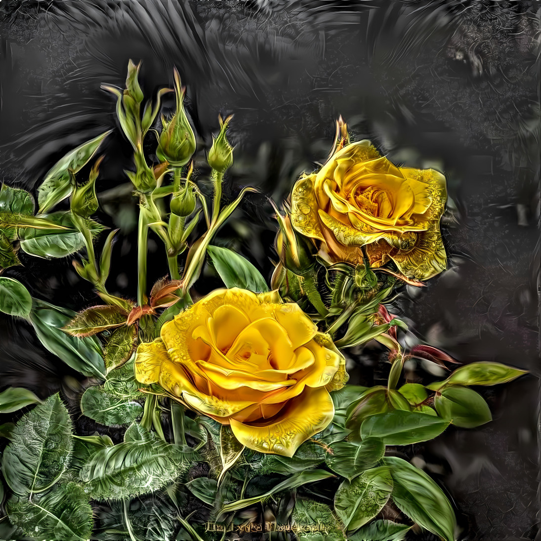 beuty of yellow rose 