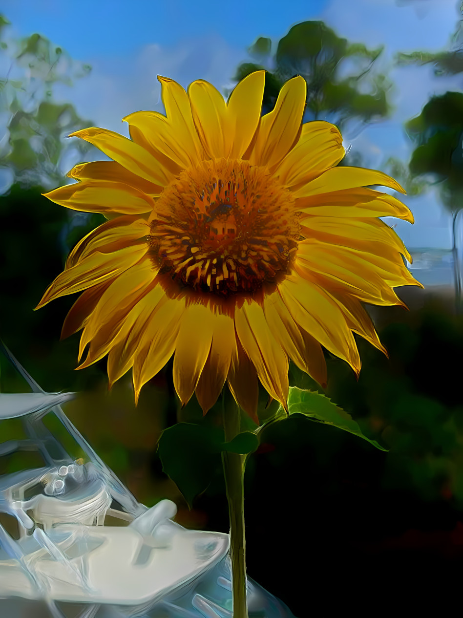 beauty sunflower