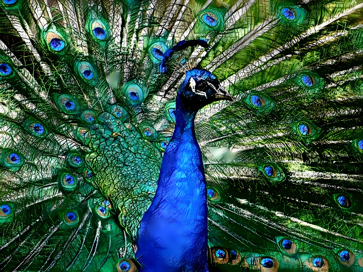 beatiful peacock