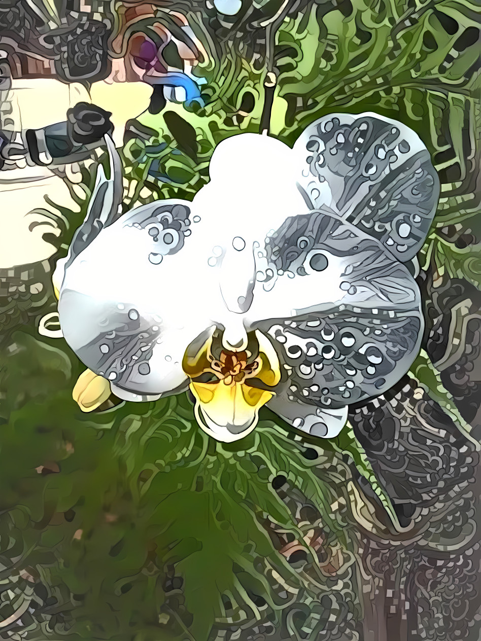 moon orchid