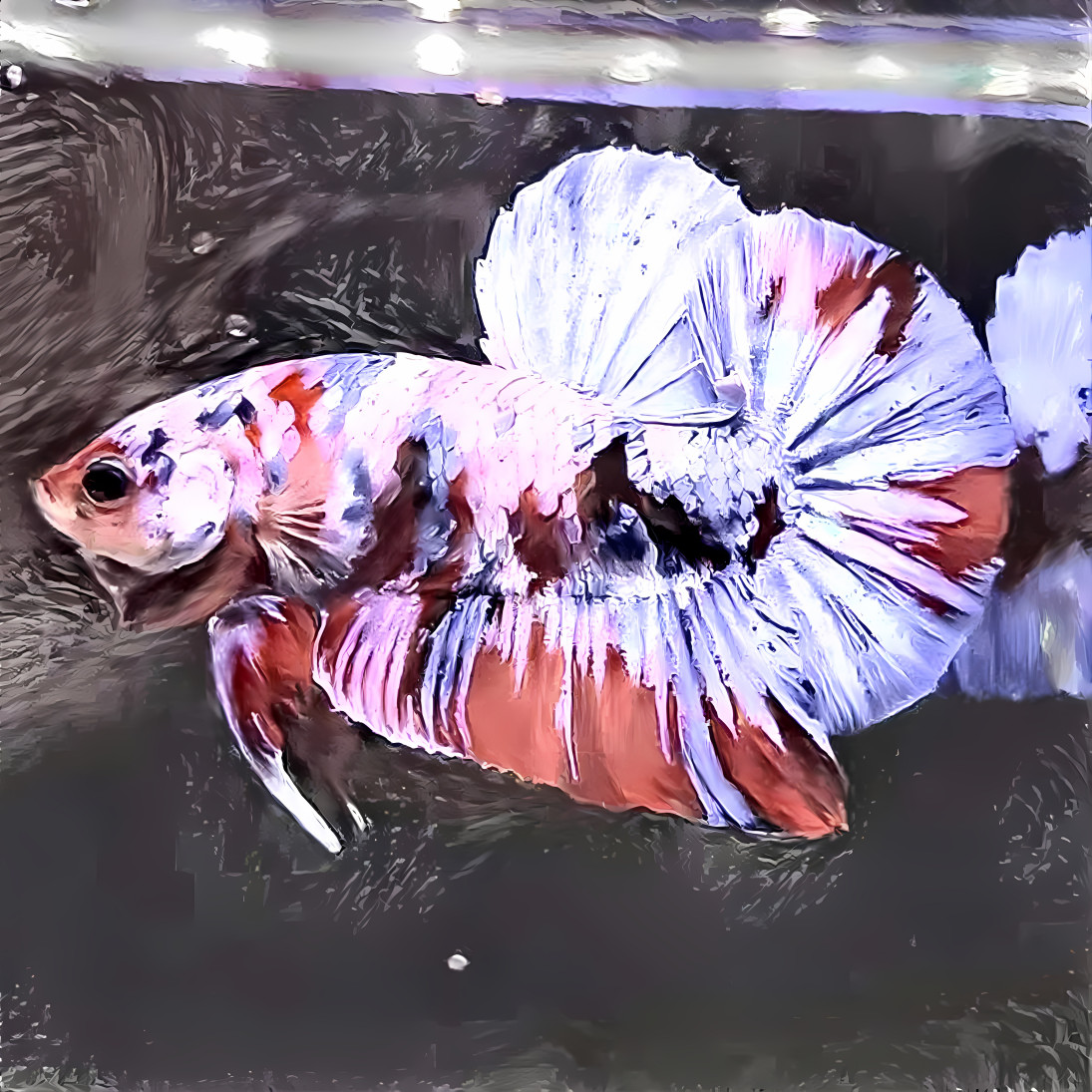 red splash betta fish