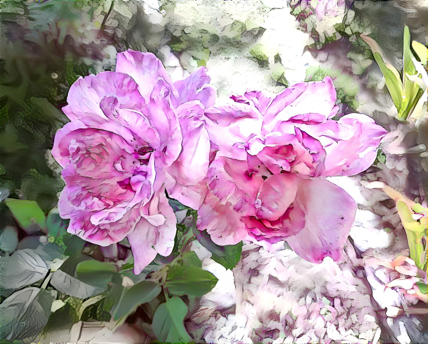 Two pink Roses