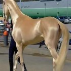 Golden horse with sleek coat posed outdoors with handler in suit