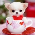 Tiny white puppy in tea cup with red object in mouth