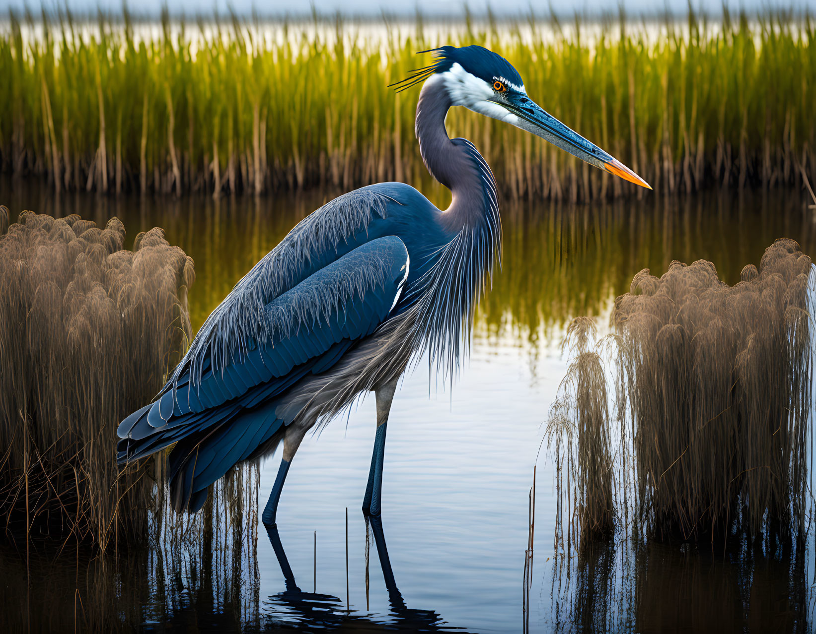 blue heron along the reeds 