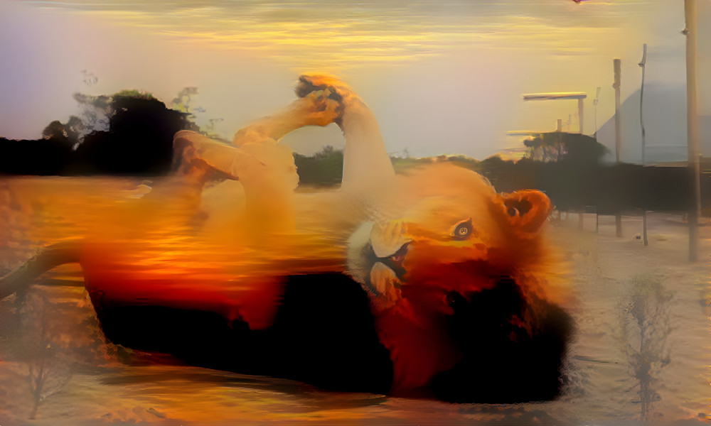 Sunset lion