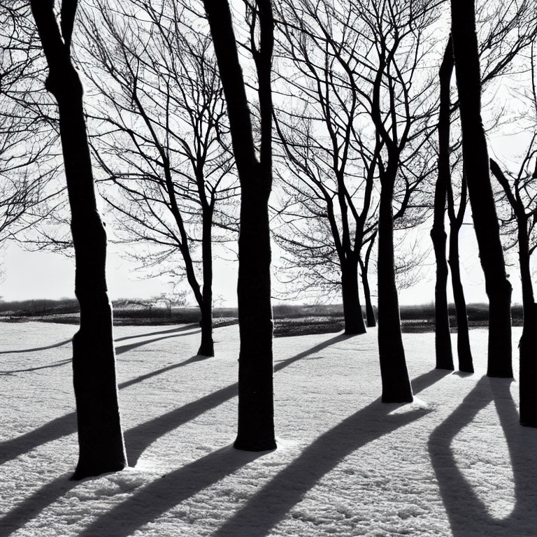 Winter scene: bare trees, long shadows, snow-covered ground.