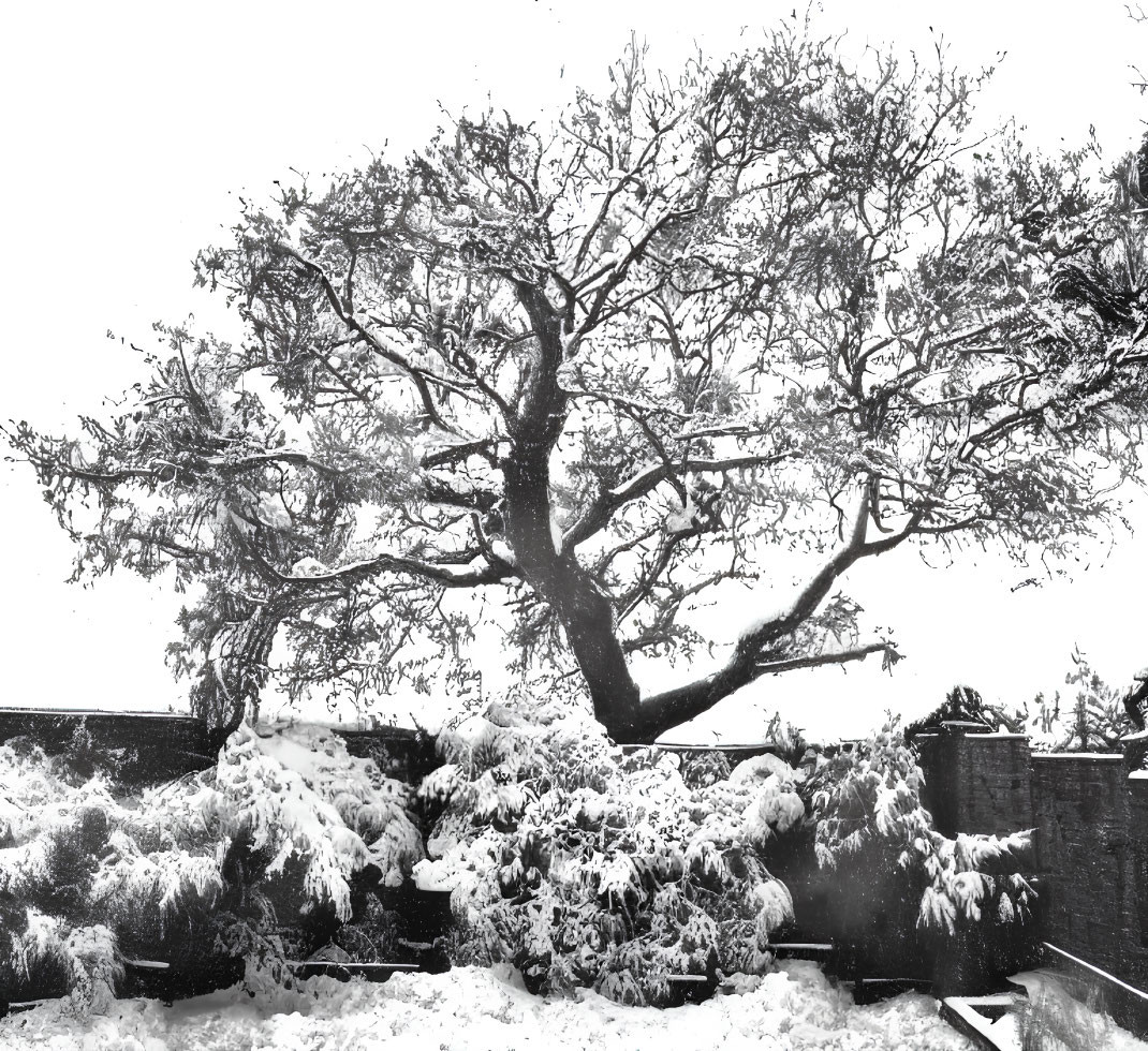Monochrome photo of snow-covered tree and surroundings