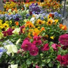 Colorful Blooming Flowers in Multiple Pots Display