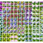 Colorful Flower and Plant Collage: Abstract Natural Beauty