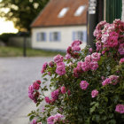 Colorful Flowers Blooming on Cobblestone Street