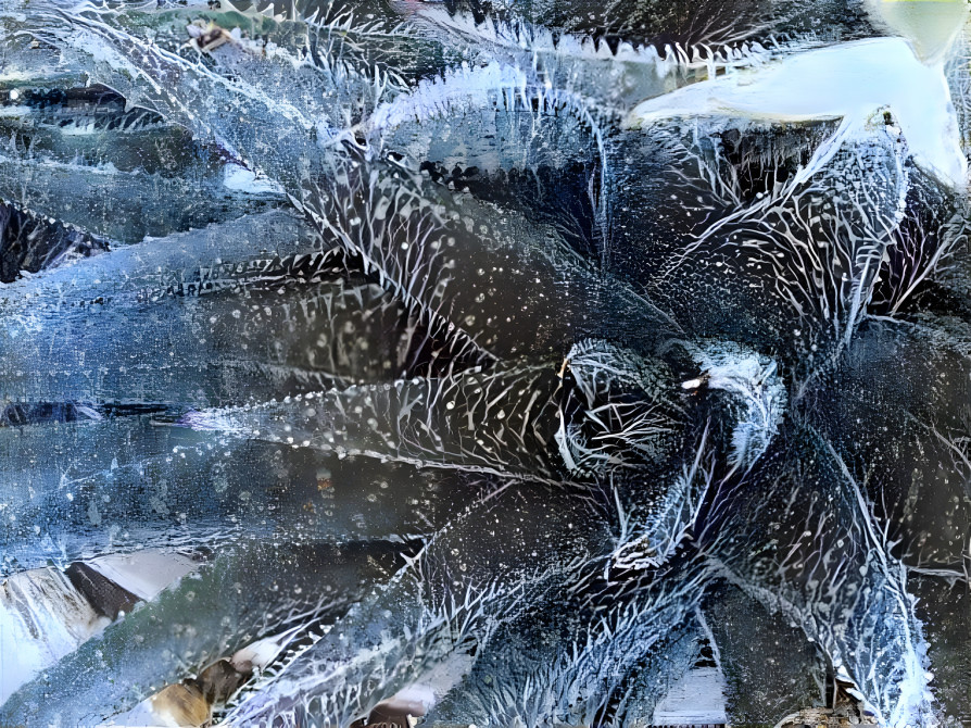 Winter cactus