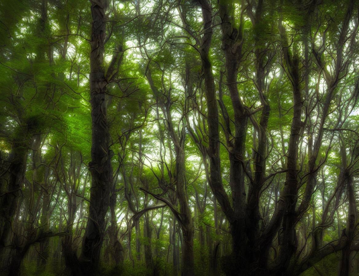 Misty forest with intertwined trees and green foliage