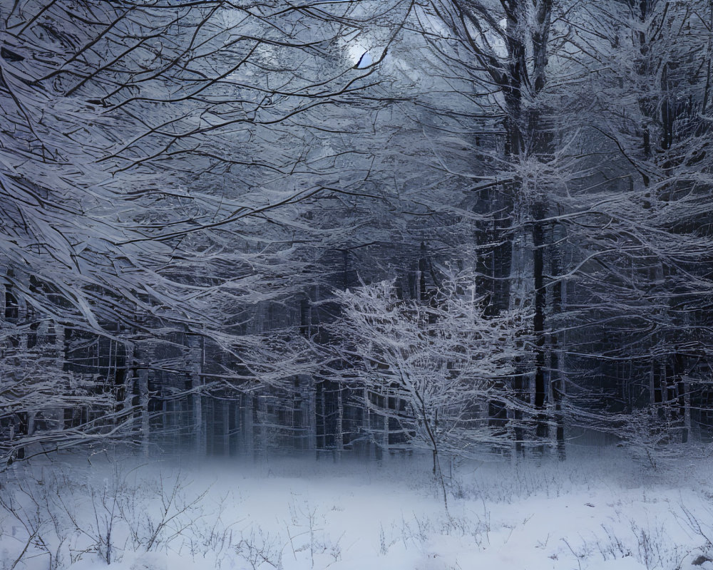 Snow-covered forest under moonlight: Tranquil winter scene