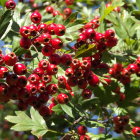 Clustered vivid red berries on lush green leaves with soft-focus background