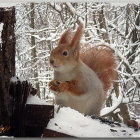 Four squirrels in snowy forest scene with one nibbling on branch