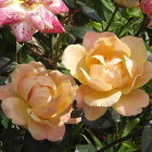 Detailed Artwork: Vibrant Pink and Peach Roses with Golden Filigree