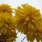Detailed Close-Up of Vibrant Yellow Chrysanthemums